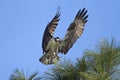 Osprey comes in for a landing. Royalty Free Stock Photo