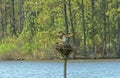 Osprey Coming in for a Landing on its Nest Royalty Free Stock Photo