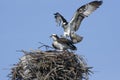 Osprey copulation