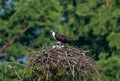 Osprey couple on the nest made of twigs