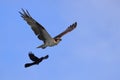 Osprey and crow in flight against a blue sky. Royalty Free Stock Photo