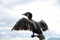 Osprey in Dali Erhai Lake Royalty Free Stock Photo