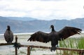 Osprey in Dali Erhai Lake Royalty Free Stock Photo