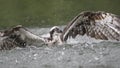Osprey in water fishing Royalty Free Stock Photo