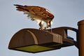 Osprey with Dinner