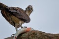 Wet and Hungry Osprey Royalty Free Stock Photo