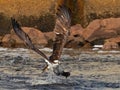 Osprey Fish Grab Royalty Free Stock Photo