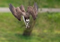 Osprey diving with talons out Royalty Free Stock Photo