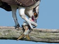 Osprey Eating a Fish