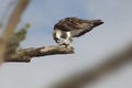 Osprey eating fish on branch 1