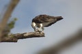 Osprey eating fish on branch 2