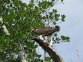 Osprey Eating Fish