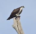 Osprey Eating Fish Royalty Free Stock Photo