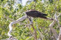 Osprey Eating Fish Royalty Free Stock Photo