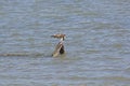 Osprey Eating a Fish