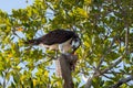 Osprey eating fish in Mangrove Tree on Sanibel Island, Florida. Royalty Free Stock Photo