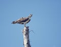 Osprey eating fish Royalty Free Stock Photo