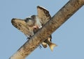 Osprey eating fish.