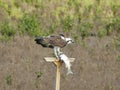 Osprey Eating a Fish on a Perch