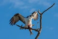 Osprey eating fish on Sanibel Island, Florida. Royalty Free Stock Photo
