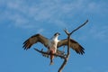 Osprey eating fish on Sanibel Island, Florida. Royalty Free Stock Photo