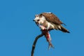 Osprey eating fish on Sanibel Island, Florida. Royalty Free Stock Photo