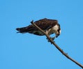 Osprey eating a fish at seaside