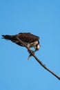 Osprey eating a fish at seaside