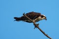 Osprey eating a fish at seaside