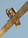 Osprey eating fish.