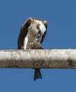 Osprey eating fish.