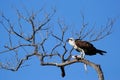 Osprey eating fish on a tree Royalty Free Stock Photo