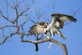 Osprey eating fish on a tree Royalty Free Stock Photo