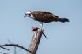 Osprey eating his lunch.