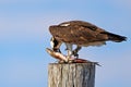 An Osprey Eating a Large Fish