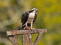 Osprey Eating a Large Fish