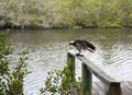 Osprey eating mullet fish in Florida.