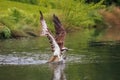 An Osprey emerges after a dive