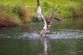 An Osprey emerges with a trout after a dive