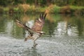 An Osprey emerges with a trout