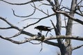 Osprey enjoys catching and quickly devouring its prey