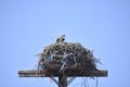 An osprey enjoying a fish in Eastern Washington State Royalty Free Stock Photo