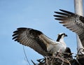 Osprey in Everglades National Park, Florida Royalty Free Stock Photo