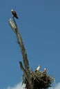 Osprey family