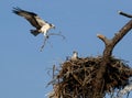 Osprey family building the nest.