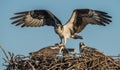 Osprey