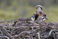 Osprey family, Finland