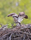 Osprey family into the nest, Quebec