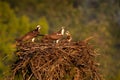 Osprey family on Reelfoot lake in Tennessee during the summer