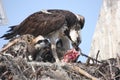 Osprey feeding